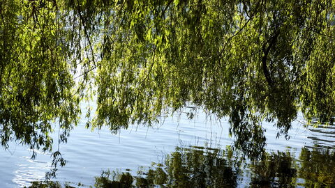 Frederiksberg - 2 Bedrooms: Udendørs