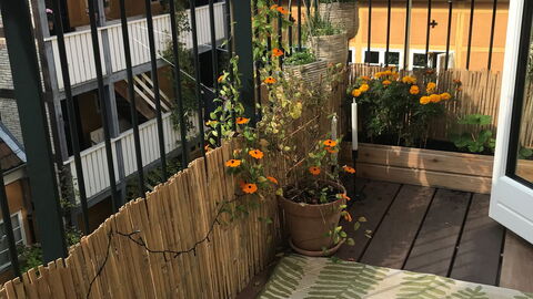 Center - Close To The King: Altan / terrasse / gårdhave