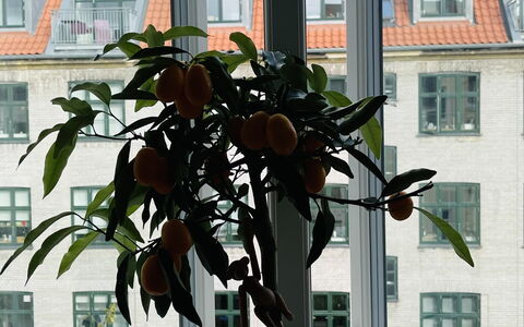 Østerbro - 1 Bedroom - 2 People: Værelsesoplysninger