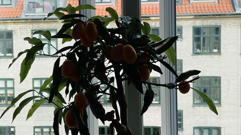 Østerbro - 1 Bedroom - 2 People: Værelsesoplysninger