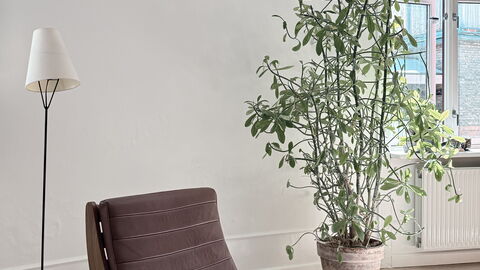 Frederiksberg - Close To Tivoli - 4 Br - 6 People: Andet værelse, Frokostlokale, Køkken, Stue